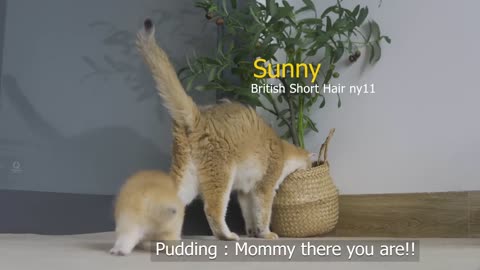 Tiny Kitten Pudding is crying to find mother cat. SUBSCRIBE MY CHANNEL