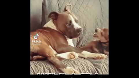 Best Funniest animals Videos 2022 Funny Dogs And Cats Videos