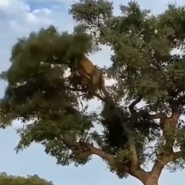 A lion and a leopard fight over the carcass of an impala | wildlife animals