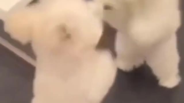 Funny small cute dog video