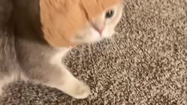 Funny Cats Compilation