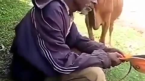 Cow man