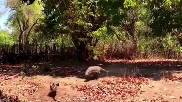 Komodo dragons get hungry and sneak up on ducks