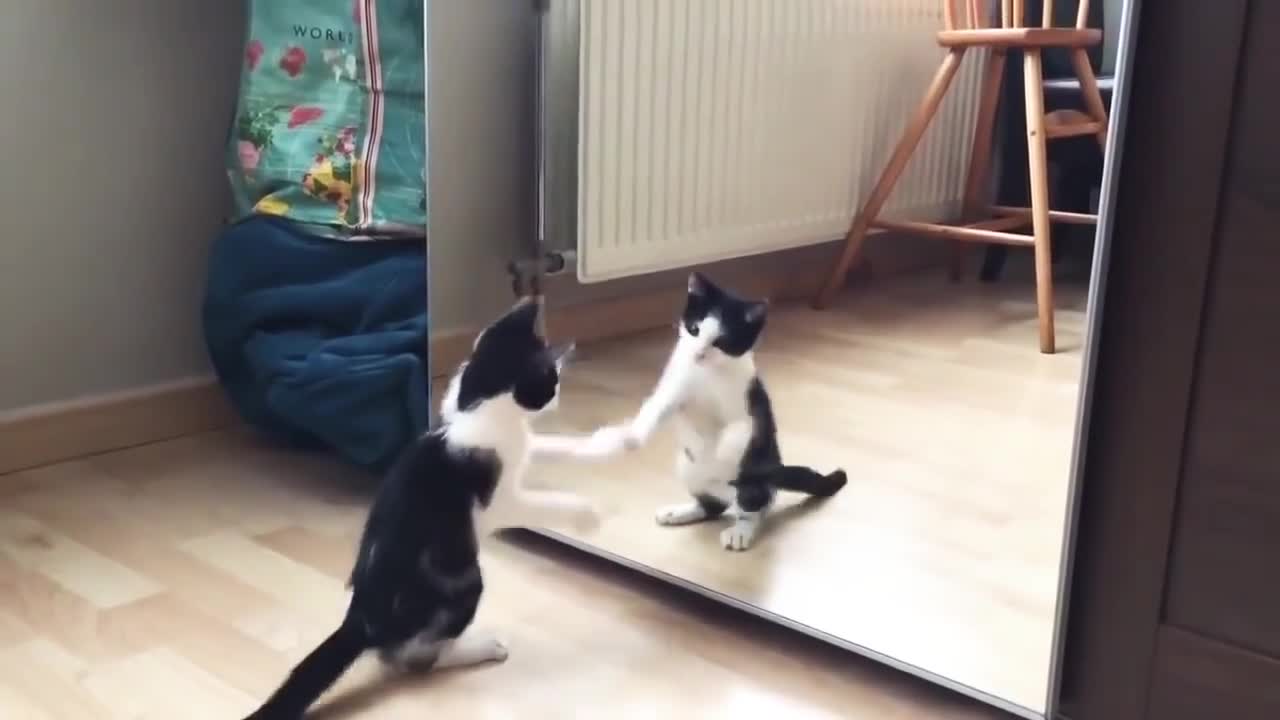 Funny cat and mirror