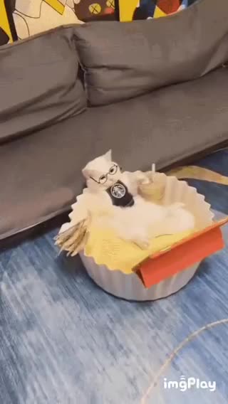 Cute Cat Gif