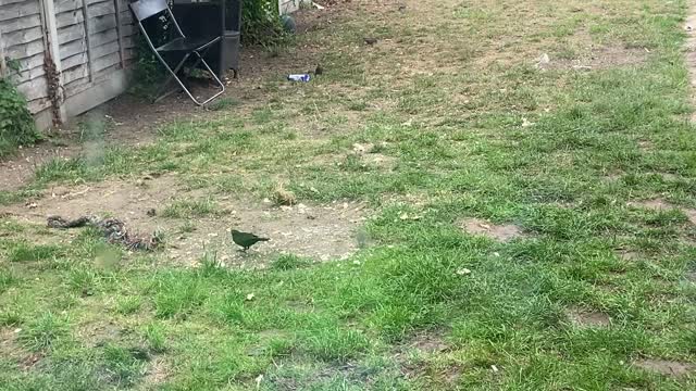 birds