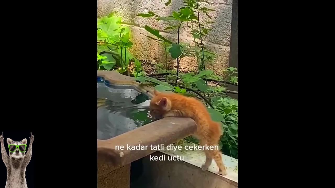 FUNNY CATS, DOGS 🐱🐶 and other CUTE ANIMALS 🐾 Funniest Animal Videos 2023