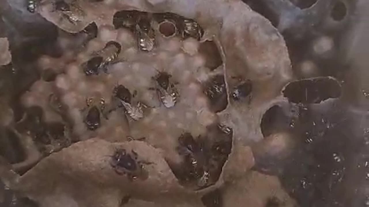 Uma das abelhas 🐝 sem ferão mais bonitas