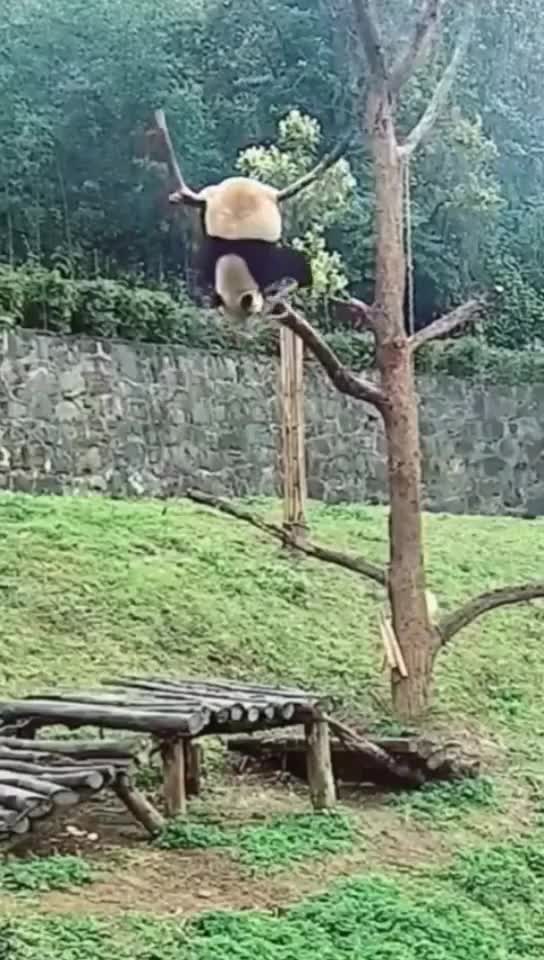 trop mignon le deuxime #animeaux #drole abonnez vous bientt 500abo