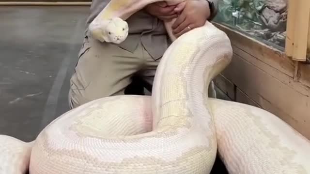 I love big snakes, you have a favorite 🐶🐈🦜🐠🐢🐎🐴🦎 Anilmals are awesome