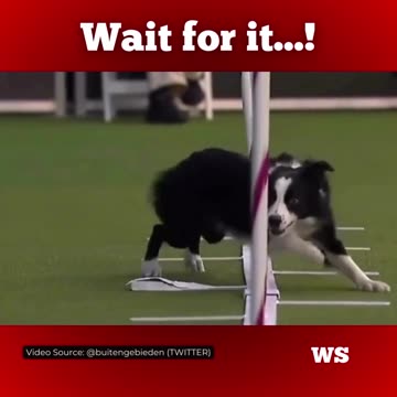 A Border Collie moment to shine...but wait for it!
