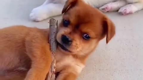 This is two cute dogs playing with sticks