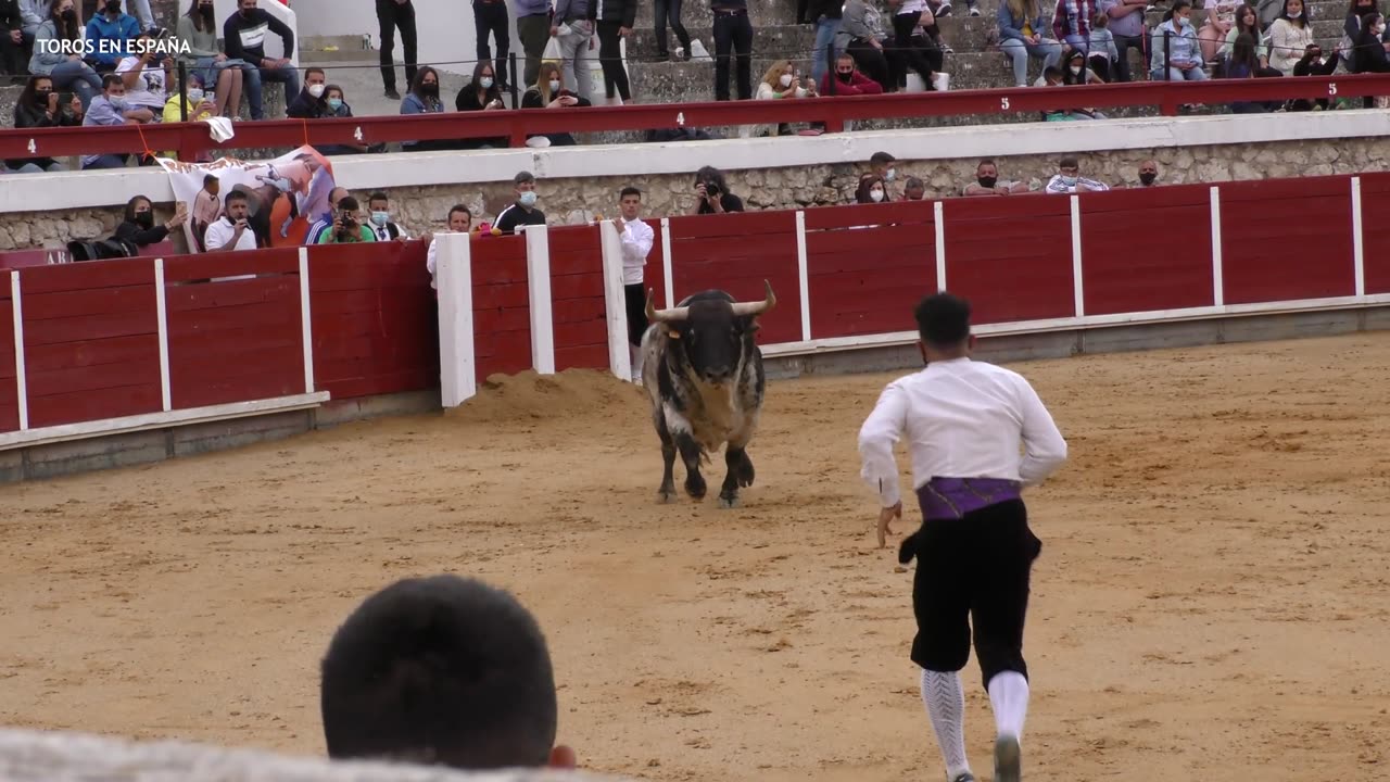LO IMPORTANTE NO ES CAER, SI NO LEVANTARSE ⭐ BRIHUEGA ⭐ Certamen ▶ Cortes con TOROS ◀ 4K