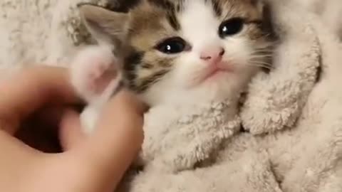 funny Baby Cats - Cute and Aww Cat Videos Compilation - Cute Animals _26 _cute _cat animals(720P_HD)