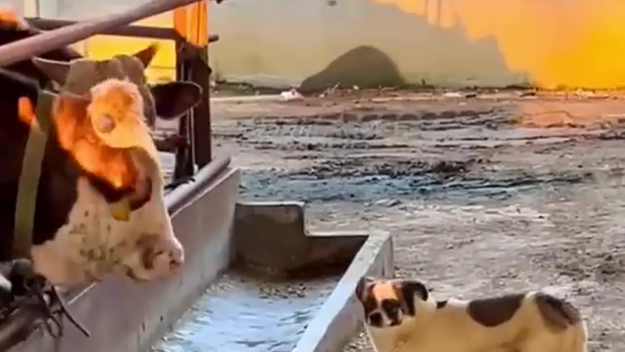 Funny animals