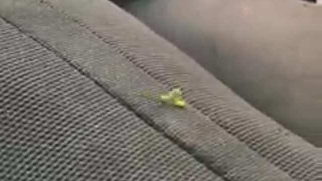 Dancing insect 🐛🐛