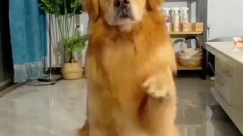 Cute dog funny moment new video very lovely ❤️