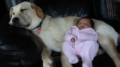 Labrador puppy babysits newborn baby