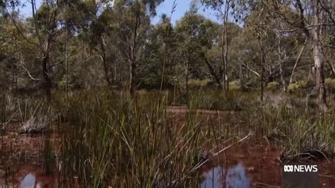 Donors rally to buy and protect bush block on the Tasman Peninsula | ABC News