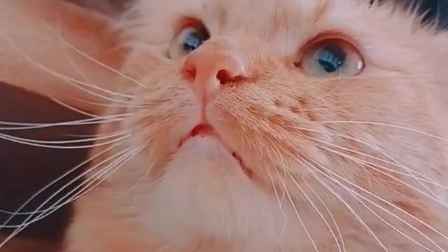 The Internet's Funniest Cat Video is Here