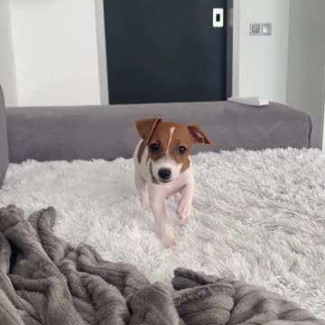 The end 😂😂😂 || Pets || funny video