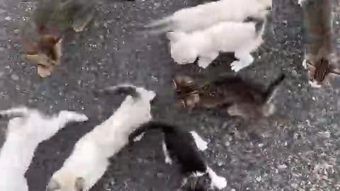 Guy Saving a Kitten Gets Ambushed by a Group of Them