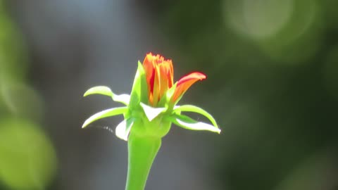 yellow flower