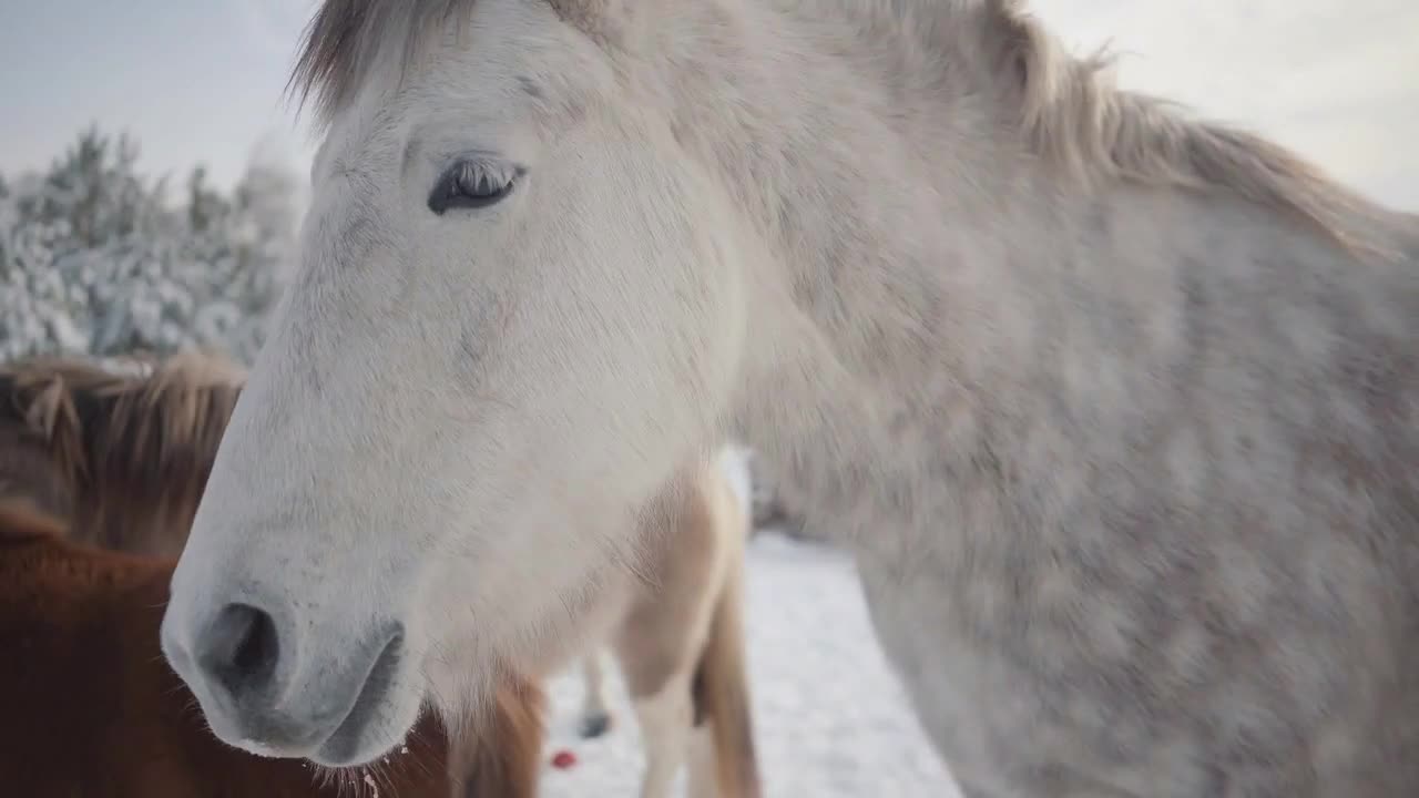 Two horses and two ponies walking on suburban ranch in winter weather outdoors