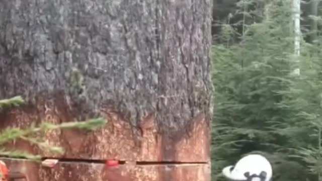 Taglia alberi