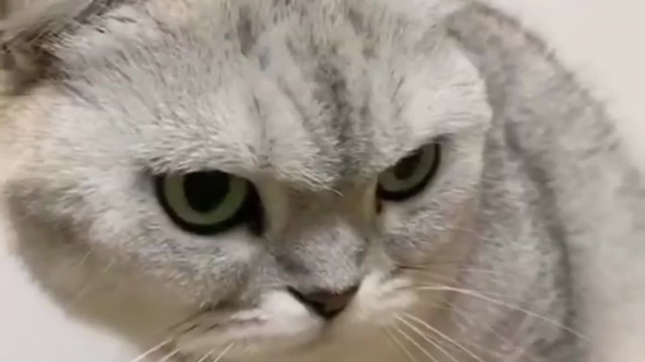 The BEST CUTE AND FUNNY ANIMAL VIDEOS OF 2023