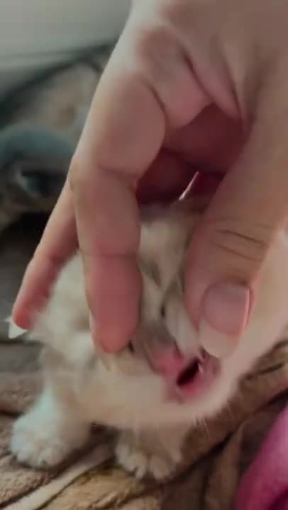 7.cute cat shorts❤#shorts #cat