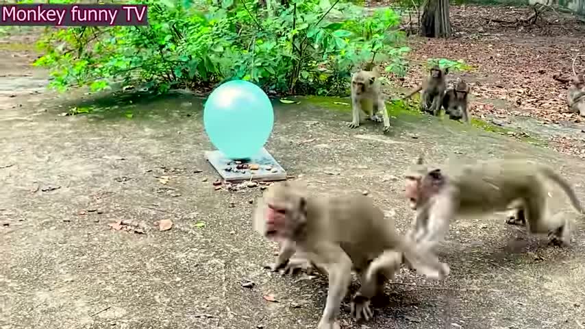 Funny monkey balloon animals video cute