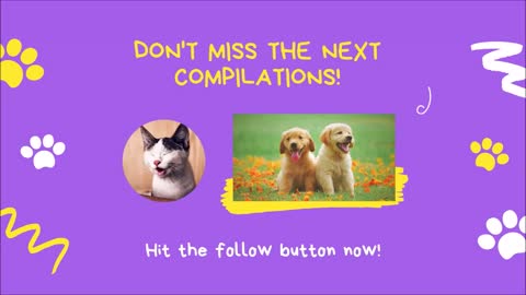 Funny Cats and Dogs Videos August 2021 Try Not to Laugh or Grin Cute and Funny Animals