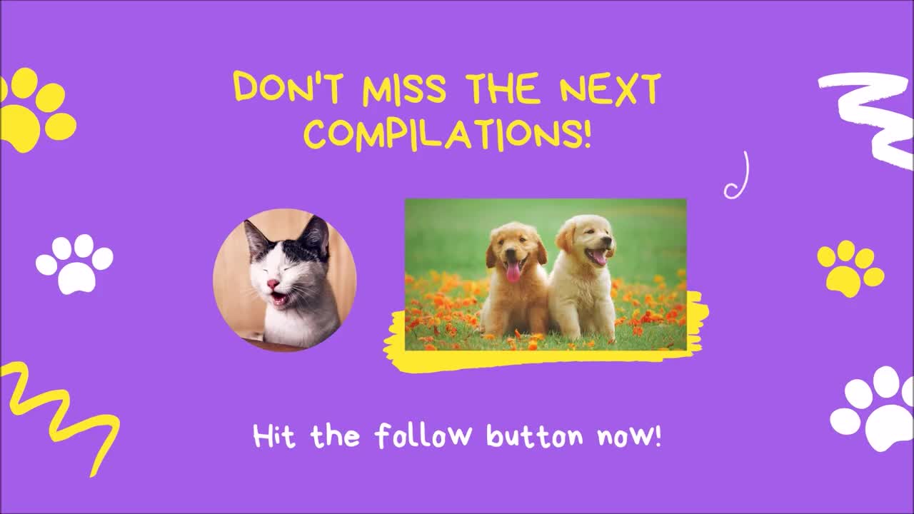 Funny Cats and Dogs Videos August 2021 Try Not to Laugh or Grin Cute and Funny Animals