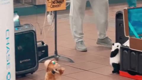 funny street band