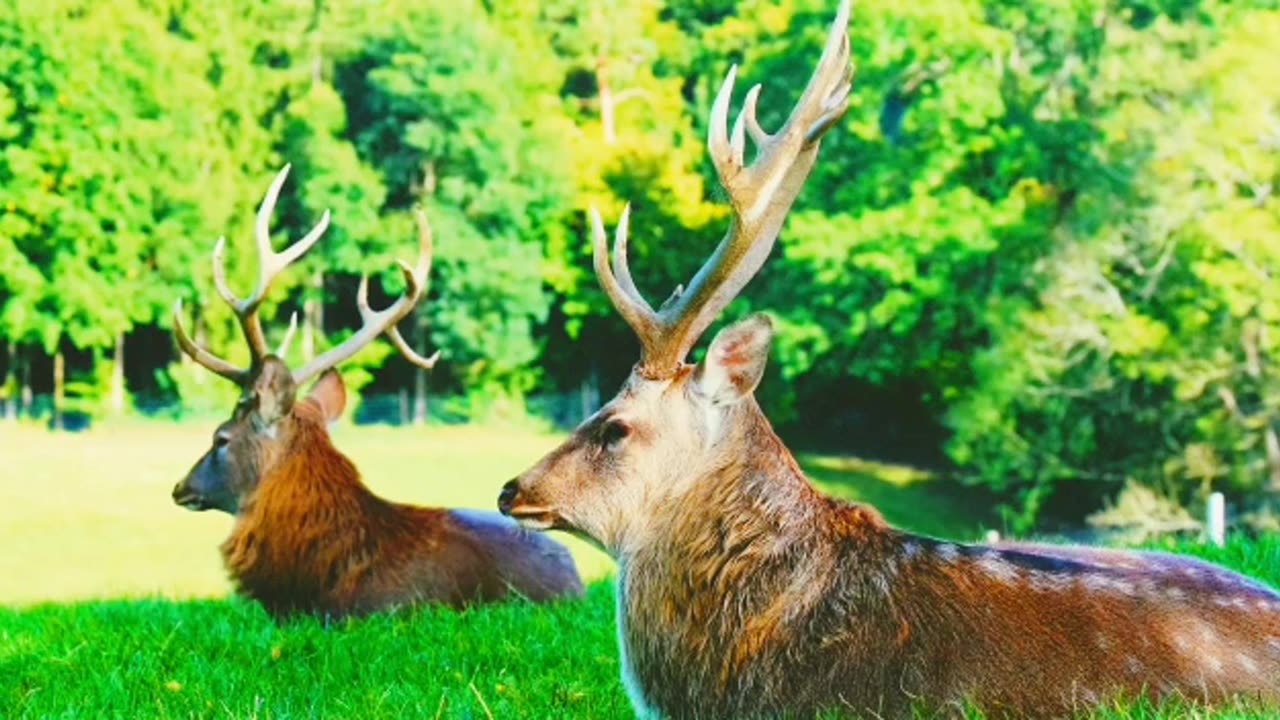 Deer wildlife