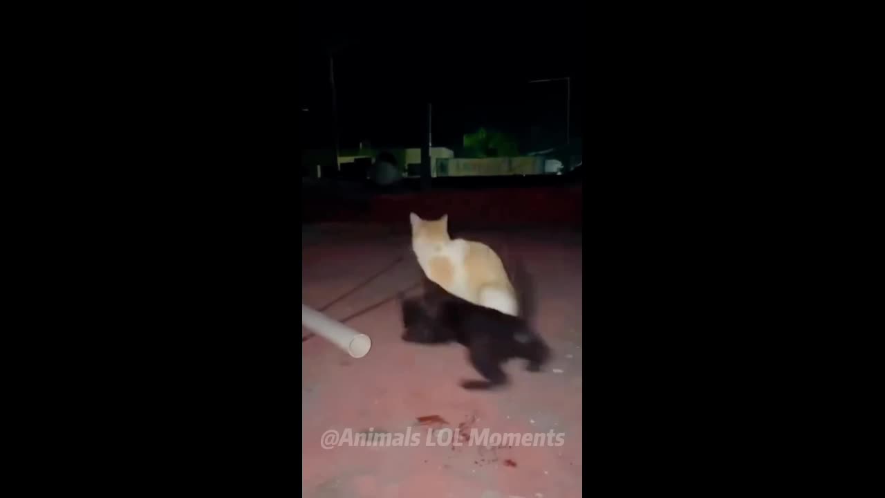 Cat funny videos #1