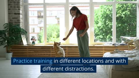 Expert Tips for Training Your Puppy