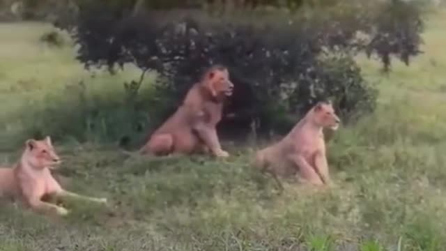 Lions getting scared funny video