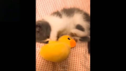 Cute and Funny Pets