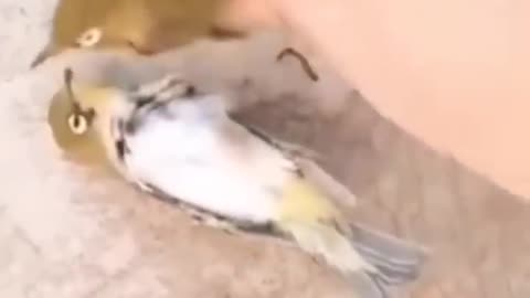 Birds funny video