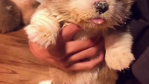 Weaning Meal for Cute Corgi