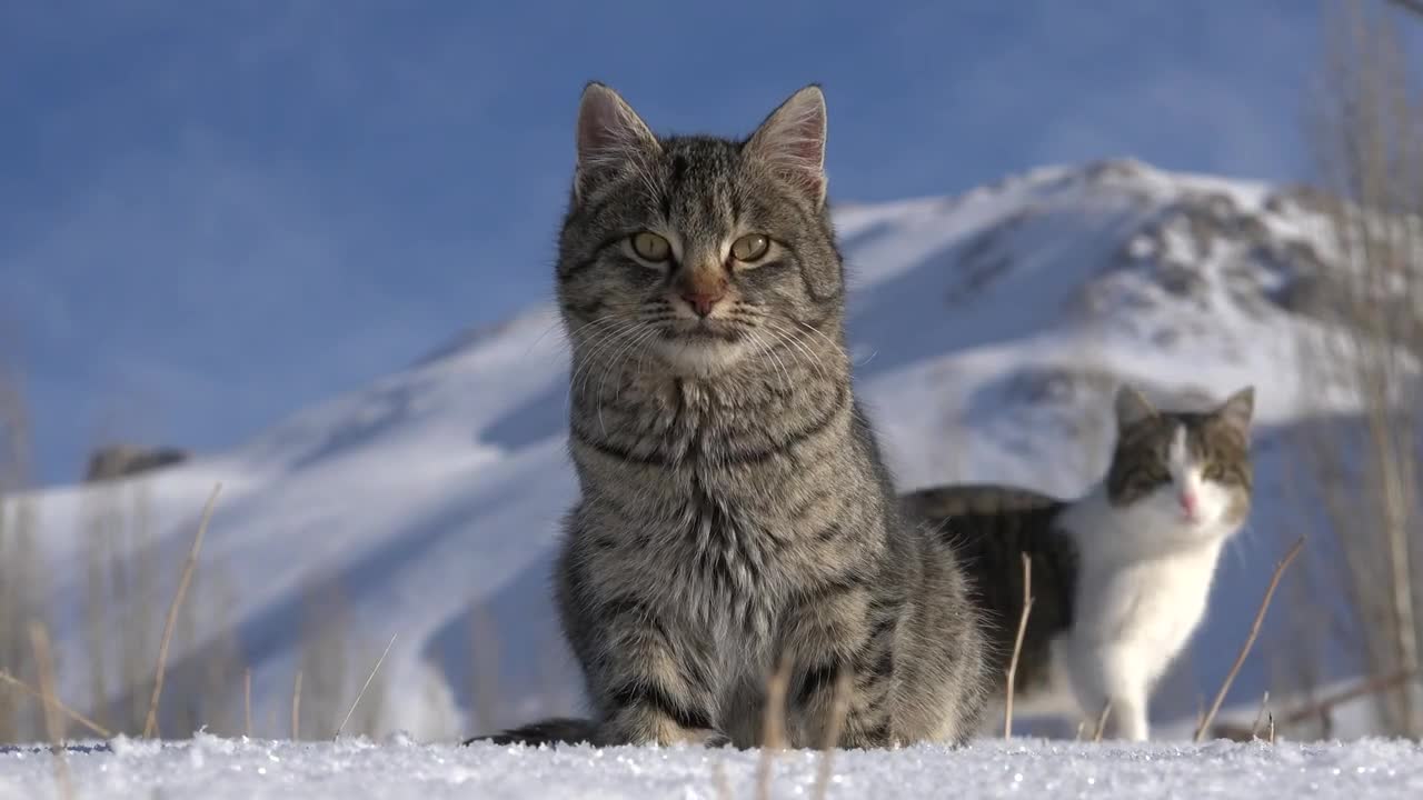 leopard cat