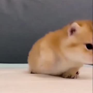 Funniest Videos 2023 😂 Funny Cats 🐱 #cute #cat #short video