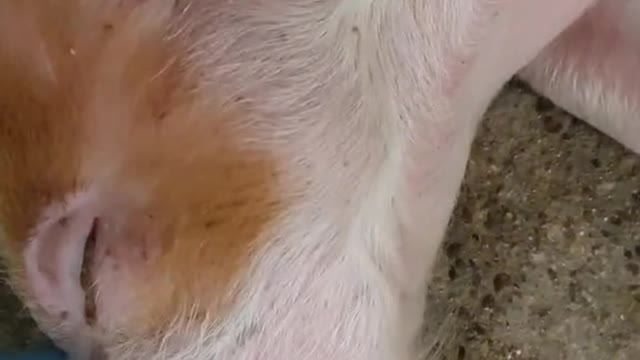 The piggy is really comfortable, the master came to wake up