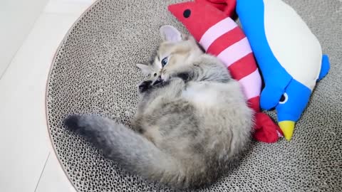 Kitten slept with his buddy toy and cute sleeping face