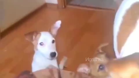 Adorable dog video make your day