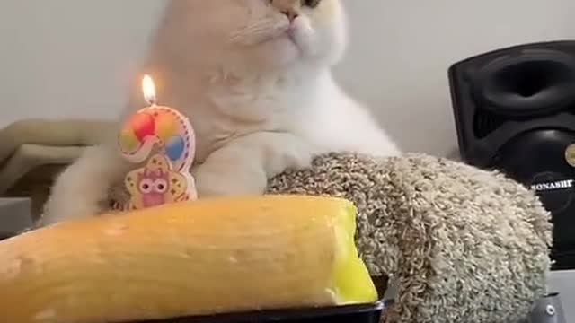 How to celebrate your Cat birthday at Home!