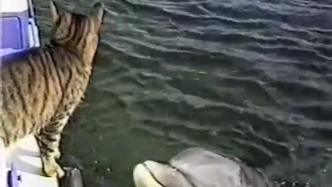 Cat and Dolphins playing together_Cut