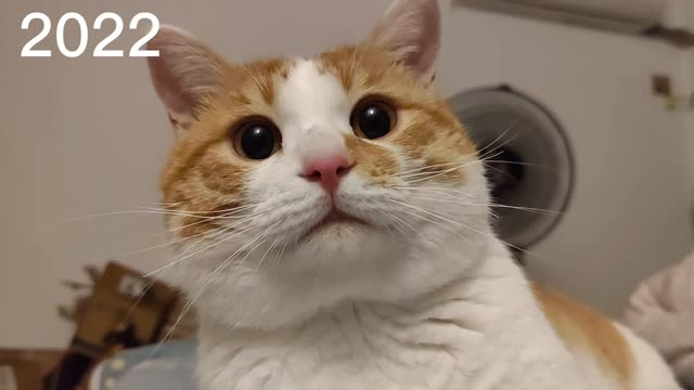 Cats with stars in their eyes